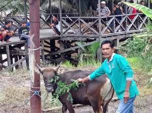 Tradisi Warga Sei Telan Sembelih Sapi Tuk Selametan Kampung