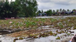 Sungai di Tabunganen Penuh Eceng Gondok dan Sampah