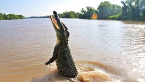 Buaya Sebangau Mengganas, Petugas Lakukan Pencarian Korban