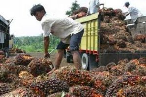 Apkasindo Kalsel Apresiasi dibuka kembali Ekspor Minyak Kelapa Sawit Mentah (crude Palm Oil)