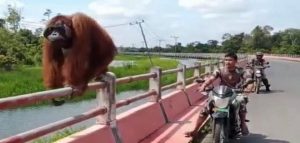 Viral, Orang Utan Berjalan Santai Diatas Jembatan Kotawaringin