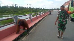 Orang Utan Nyasar di Jembatan Kotawaringin, Dihalau TNI Masuk Hutan