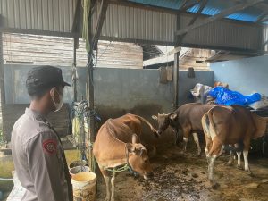 Jelang Idhul Adha, Polres Tanah Bumbu Gencar Periksa dan Semprot Hewan Kurban