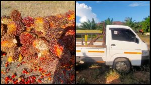 Curi Buah Sawit Petani, 2 Ditangkap 1 Kabur