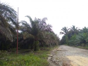 Harapan Warga Dusun Baboti, Ingin Aliran Listrik