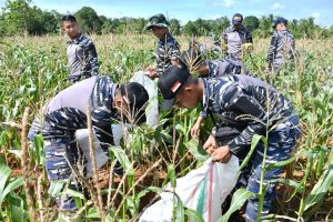Dukung Ketahanan Pangan Nasional, Lanal Banjarmasin Panen Raya Jagung