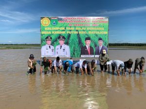 DKPP Tanah Bumbu Optimis, 17 Ribu Hektar Produksi Padi Tercapai