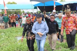 Bupati Ben Brahim, Lakukan Panen Raya Buah Semangka di Desa Pulau Kaladan