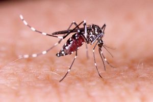 Musim Penghujan, Dinkes Pulpis Himbau Warga Masyarakat Waspada DBD