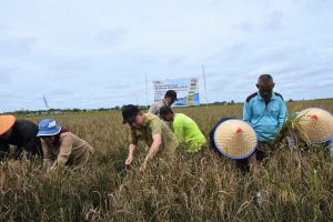 Ben Brahim Lakukan Panen Padi, Buktikan Keberhasilan Food Estate
