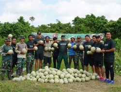 Dandim Tanah Bumbu Bersama Anggotanya Panen Melon