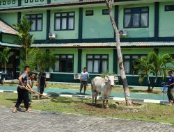 Idul Adha 1444 H, Kodim Tanah Bumbu Sembelih Sebelas Ekor Sapi