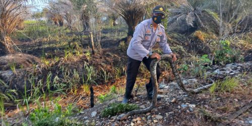 Kapolsek Tambang Ulang Tangkap Ular Piton 4 Meter