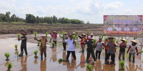 Pj. Bupati Pulpis Sambut Kunjungan Dirjen Tanaman Pangan