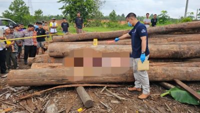 Diduga Terhimpit Kayu Gelondongan “KAI” Pekerja Bandsaw Ditemukan Tewas