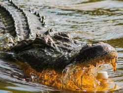 Bersihkan Badan di Sungai, Pria di Batulicin Tewas Diterkam Buaya