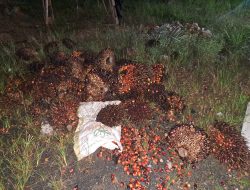 Curi TBS Dikebun PT ACL Pelaku Diringkus Polisi