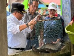 Kunker ke Desa Tumbang Mangkutup, Pj Bupati Kapuas Panen Sayur dan Ikan