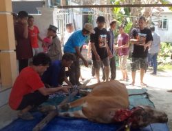 PWRI Kapuas Sembelih Hewan Kurban Bantuan Pemkab