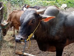 Warga Tuding Kades Sejahtera Mulia Gelapkan Sapi Kurban