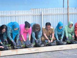 Pj Bupati Kapuas dan Ketua Pj TP PKK Ikuti Gerakan Tanam Cabai Serentak se-Indonesia Peringatan HGK ke-52