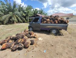Pencurian Buah Kelapa Sawit Milik PT Minamas di Kotabaru Berhasil Diungkap