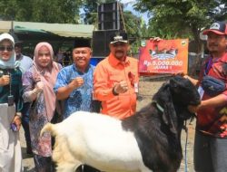 Disnakkeswan Tala Gelar Kontes Kambing Kelas Extreme