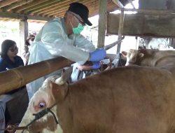 24 Ribu Sapi di Indonesia Terpapar PMK, 4 Juta Dosis Vaksin Disiapkan