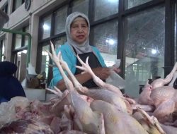 Harga Ayam Naik Jelang Ramadhan