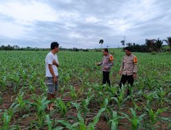 Jagung Sejuta Hektar di Kotabaru Tumbuh Subur, Sinergi Petani dan Polsek Hampang Buahkan Hasil