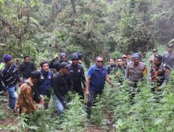 Terpantau Drone, 59 Titik Ladang Ganja di Kawasan Bromo