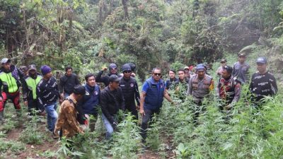 Terpantau Drone, 59 Titik Ladang Ganja di Kawasan Bromo