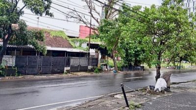 Hujan Disertai Angin Kencang Melanda Surabaya, Pohon Bertumbangan