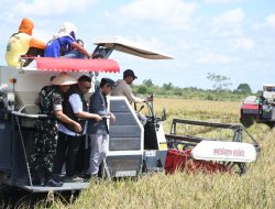 Bupati Pulang Pisau Ikuti Panen Padi Serentak Nasional, Hasil Capai 6,5 Ton/Hektare