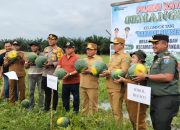 Bupati Kapuas Panen Semangka Varietas Amara di Desa Pulau Kaladan