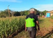 Petani Kotaburu Tingkatkan Hasil Panen Jagung dengan Penyemprotan Gulma