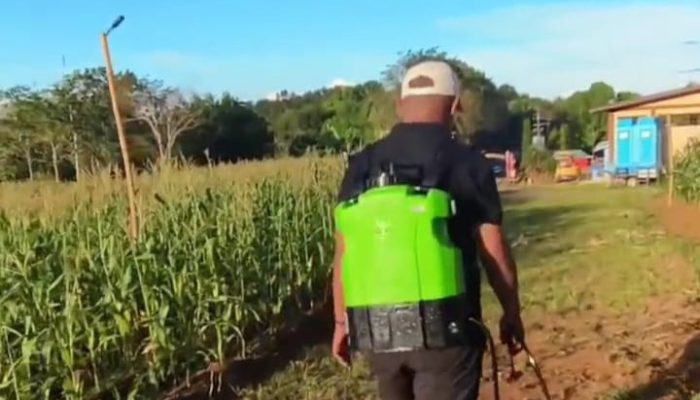 Petani Kotaburu Tingkatkan Hasil Panen Jagung dengan Penyemprotan Gulma
