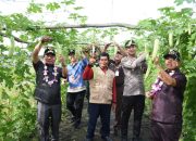 Bupati Kapuas Panen Padi dan Pare di Kecamatan Kapuas Hilir