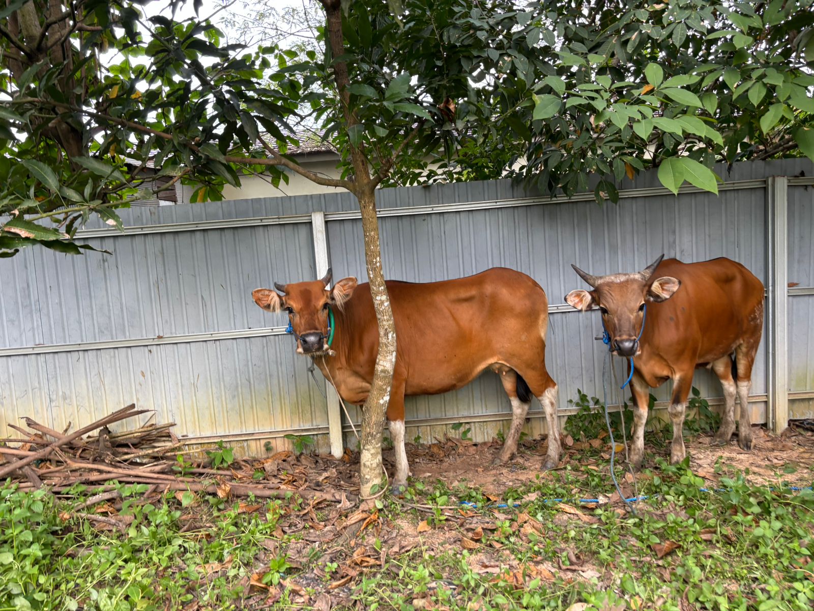 Dua ekor sapi curian milik warga Banjarsari yang sempat dijual oleh dua pria di pasar hewan, Kecamatan Sungai Loban, Jumat (16/5/2025).