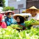 Warga Kampung Sayur Gangnam Rojo merawat tanaman hidroponik di Jalan Kalidami, Kelurahan Mojo, Surabaya, Senin (20/5/2025). Urban farming memberi peluang ekonomi baru bagi warga kota.