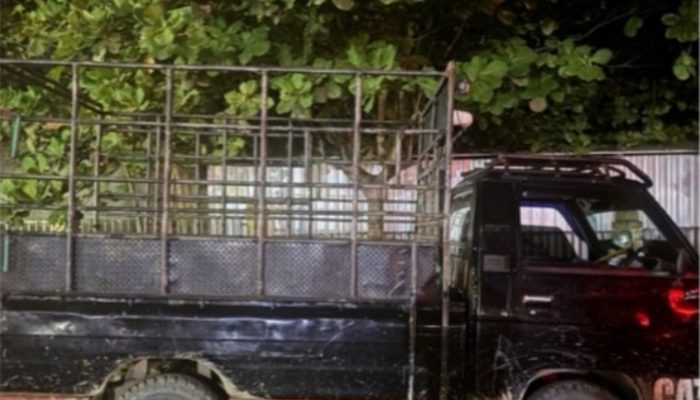 Polisi Tangkap Penadah Sapi Curian di Tanah Bumbu