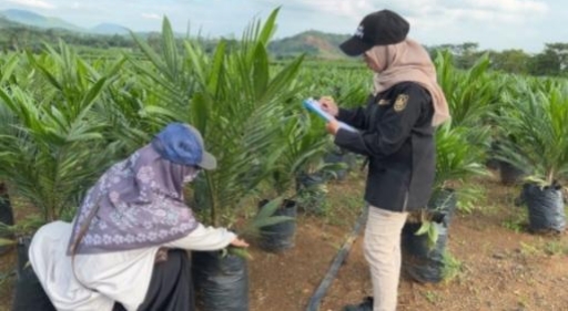 Petugas BPSBP Kalsel melakukan pemeriksaan fisik benih kelapa sawit varietas Sriwijaya 5 di Desa Martadah, Tanah Laut, Rabu (28/5/2025). (Dok. Disbunnak Kalsel)