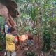 Proses evakuasi mayat korban pembunuhan di hutan Loksado oleh tim gabungan, Polisi/TNI dan relawan. (Sumber: Relawan HSS)
