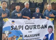 DPD Nasdem Tanah Bumbu Terima Sapi Kurban dari DPW Nasdem Kalsel Jelang Iduladha