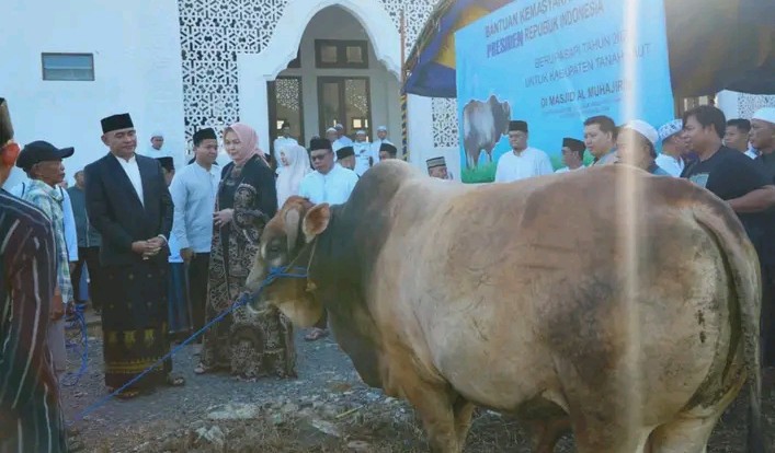 Bupati Tanah Laut H. Rahmat Trianto menyerahkan sapi kurban dari Presiden Prabowo Subianto kepada pengurus Masjid Al Muhajirin, Desa Panggung, Pelaihari, Jumat (6/6/2025). (Dok. Pemkab Tanah Laut)