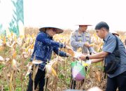 Bupati Tanah Bumbu Hadiri Panen Raya Jagung Serentak Nasional
