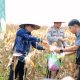 Bupati Tanah Bumbu Andi Rudi Latif bersama Forkopimda saat mengikuti Panen Raya Jagung Serentak Nasional di Kelurahan Gunung Tinggi, Batulicin.