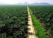 Petani Sawit Desa Jihing Raup Rp6 Juta Per Bulan, Ekonomi Warga Terangkat