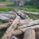 Tumpukan kayu bulat yang siap diolah CV Danau Indah. Perusahaan hanya menerima bahan baku berizin resmi dari masyarakat sekitar.