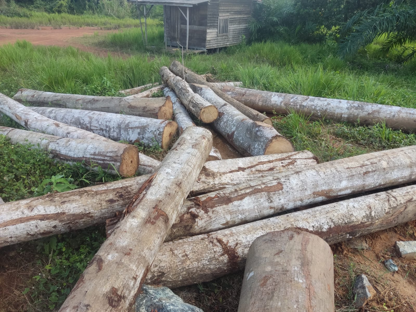 Tumpukan kayu bulat yang siap diolah CV Danau Indah. Perusahaan hanya menerima bahan baku berizin resmi dari masyarakat sekitar.